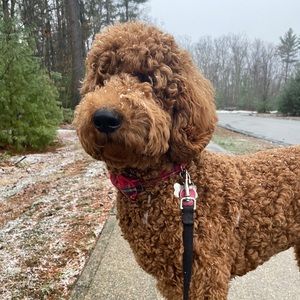 Meet your Posher, Ella